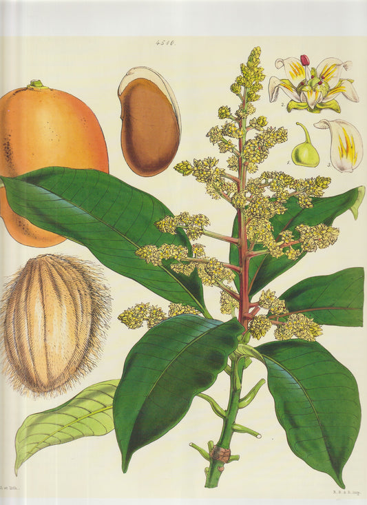 Pouteria sapota. Plate 4510
