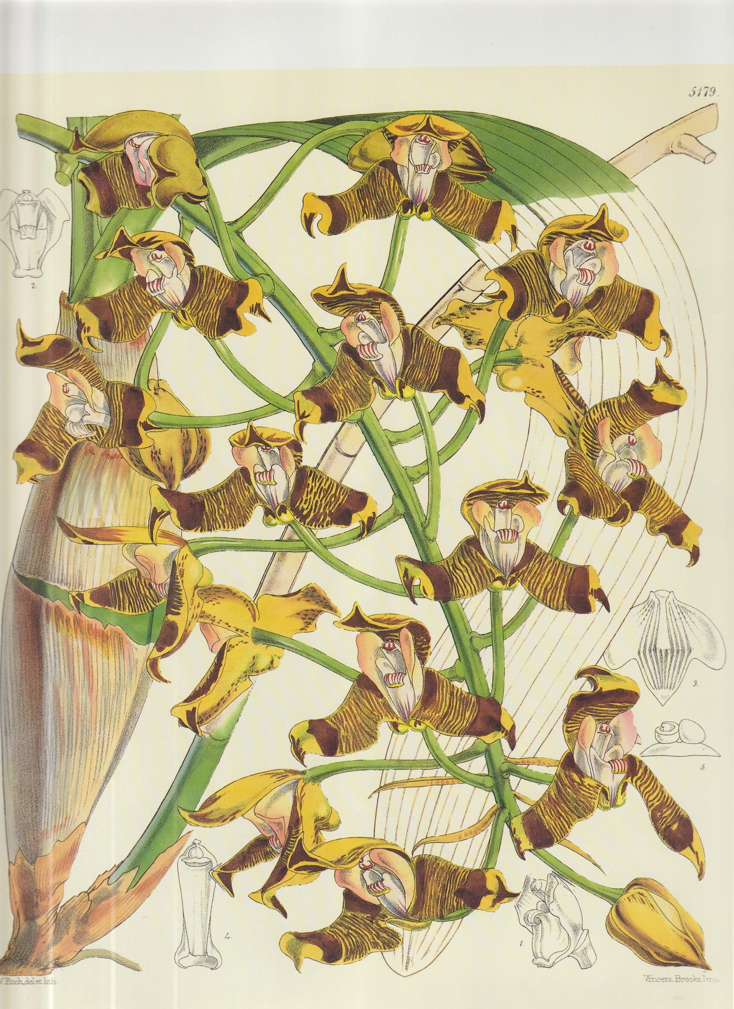 Orchis anthropophora (Man Orchid) Plate 5179