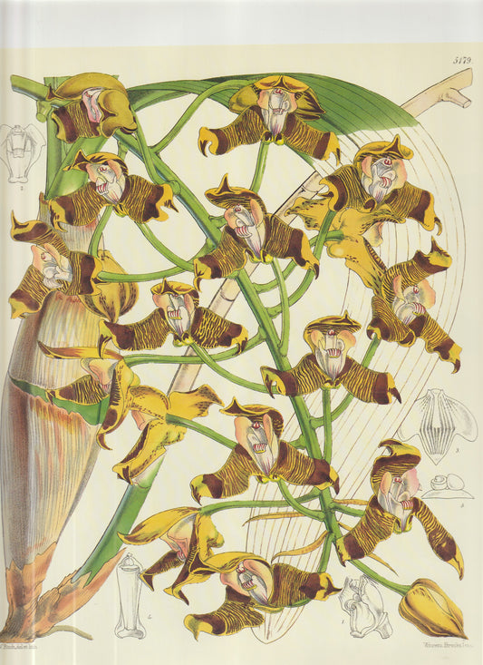 Orchis anthropophora (Man Orchid) Plate 5179