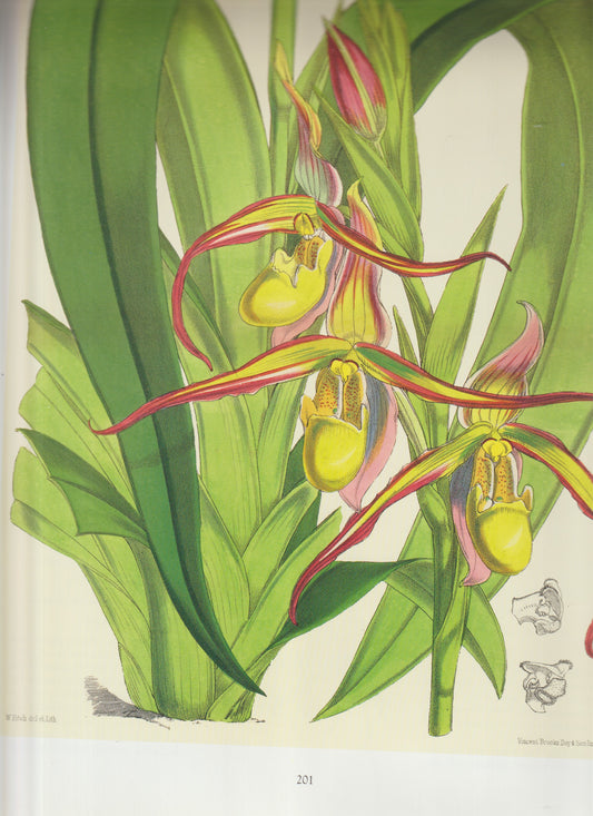 Paphiopedilum villosum Common names:  Lady’s Slipper Orchid  Villose Paphiopedilum Plate 6217