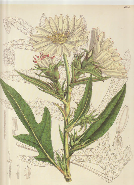 Helichrysum bellidioides Plate 6918
