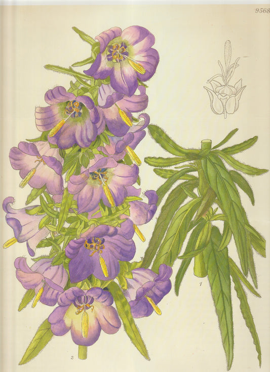 Campanula punctata (or a very close Campanula relative) Common Name: Spotted Bellflower. Plate 9568