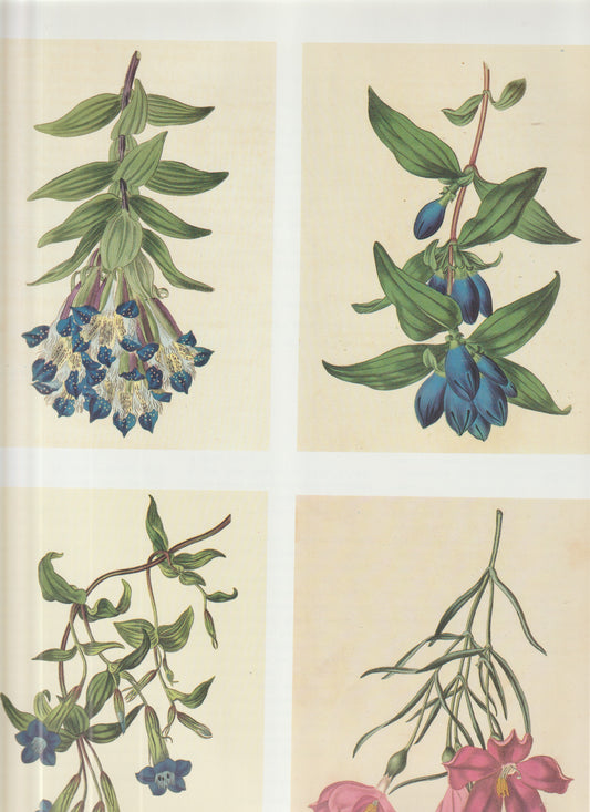 Botanical plates