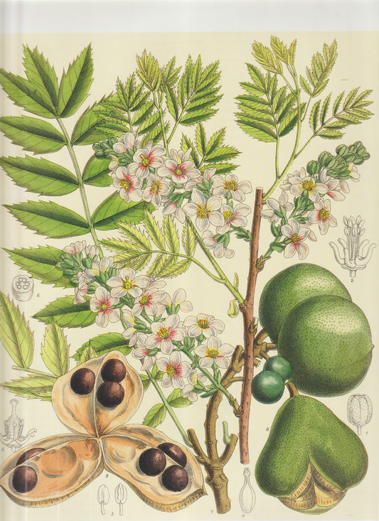 Fabaceae (Leguminosae) Genus: Colutea (Bladder Senna) Page 247