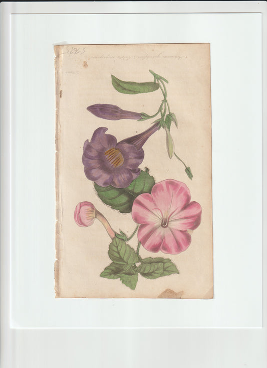 “Victorian Botanical Print – Cobaea Scandens – Purple & Pink Cathedral Bells – 19th‑Century Hand‑Colored Flower Engraving”