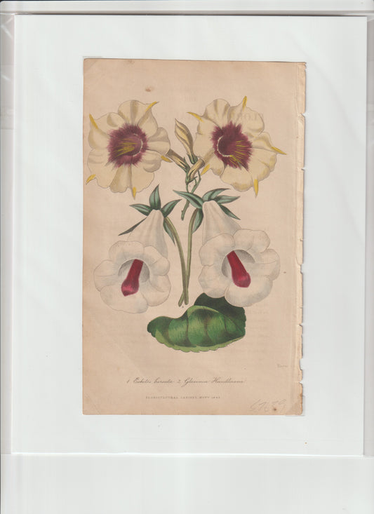 “1853 Floricultural Cabinet Plate 4739 – Echeta Kerata & Gloxinia Houlleana – Original Hand‑Colored Botanical Print”